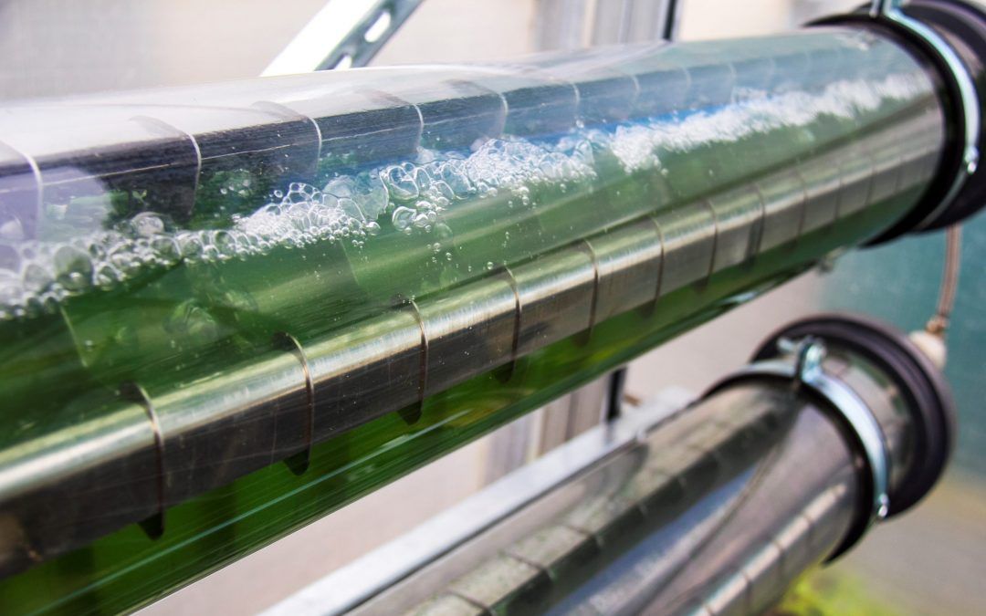 Algal Biotechnology Online Course Nov 2020