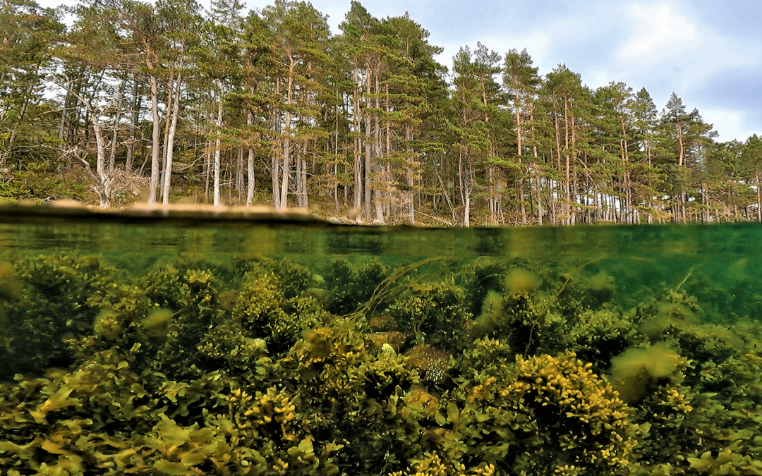 Winners of the Hilda Canter-Lund 2021 Competition