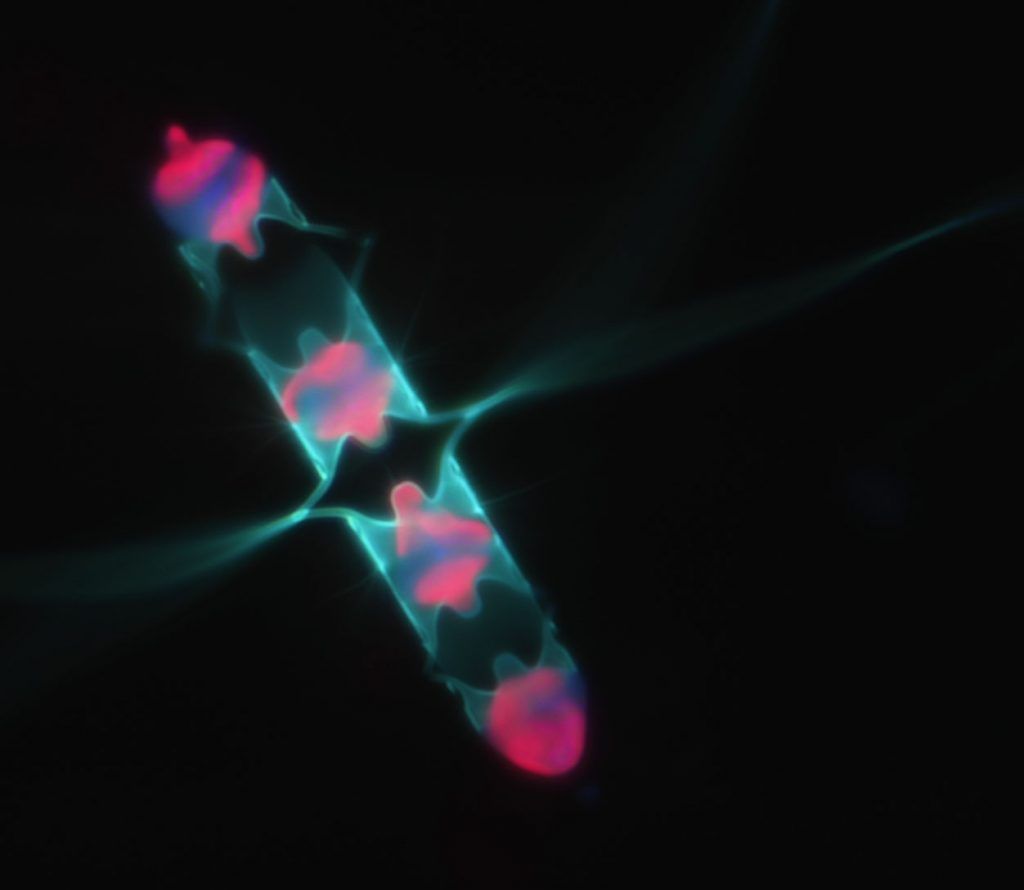 Chaetoceros Silicate Labelling with PDMPO