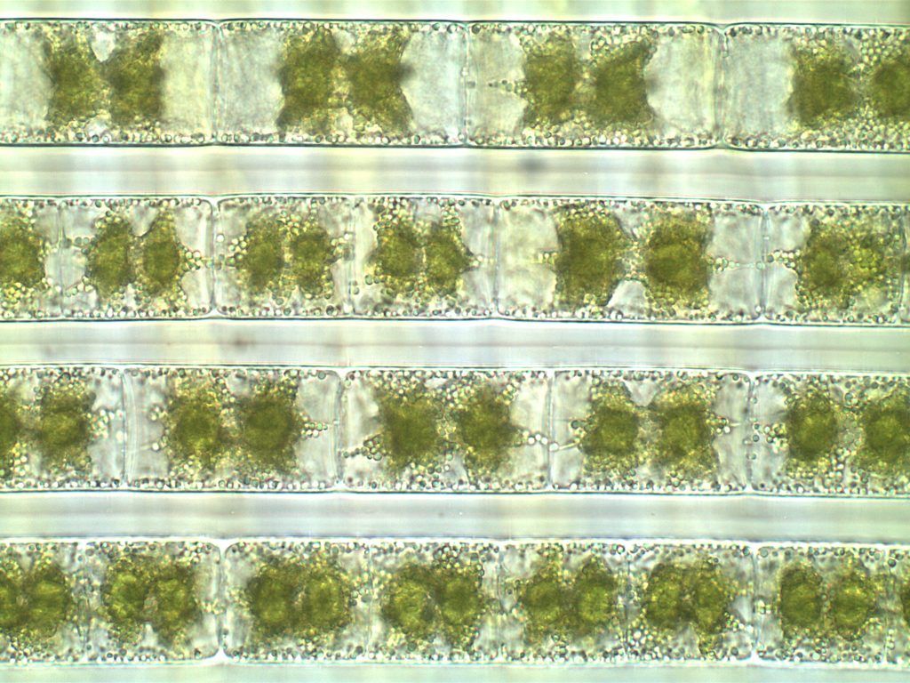 Chris_Carter (Zygnema)