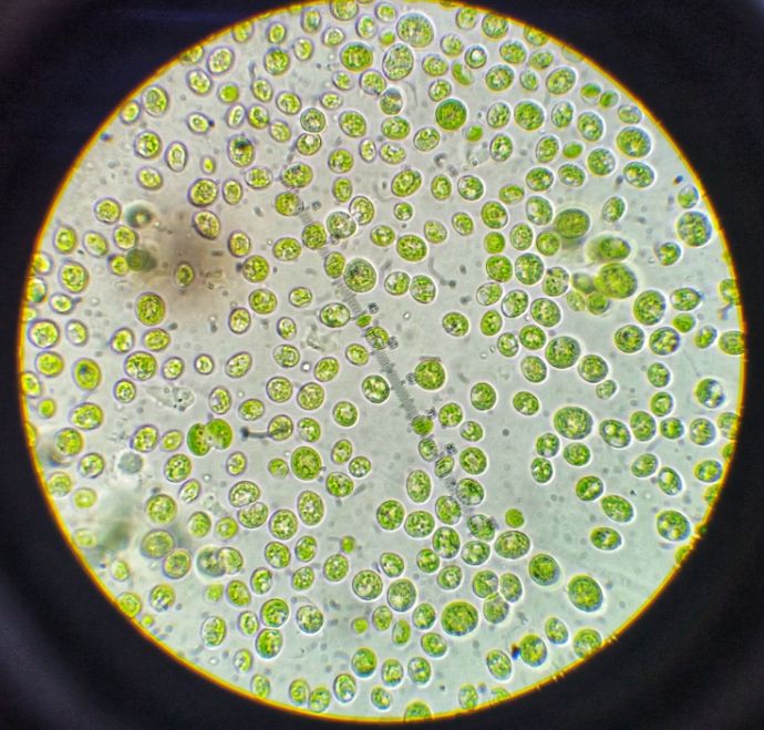 Green Algae