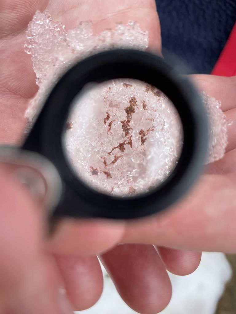 An insight into snow algae