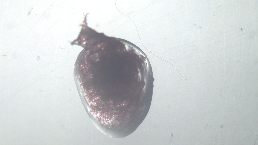 Sea slug? No, that's Seaweed!