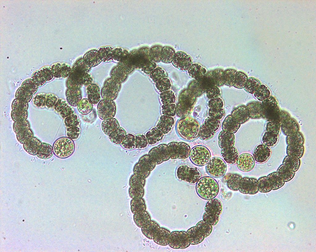 Cyanobacteria power