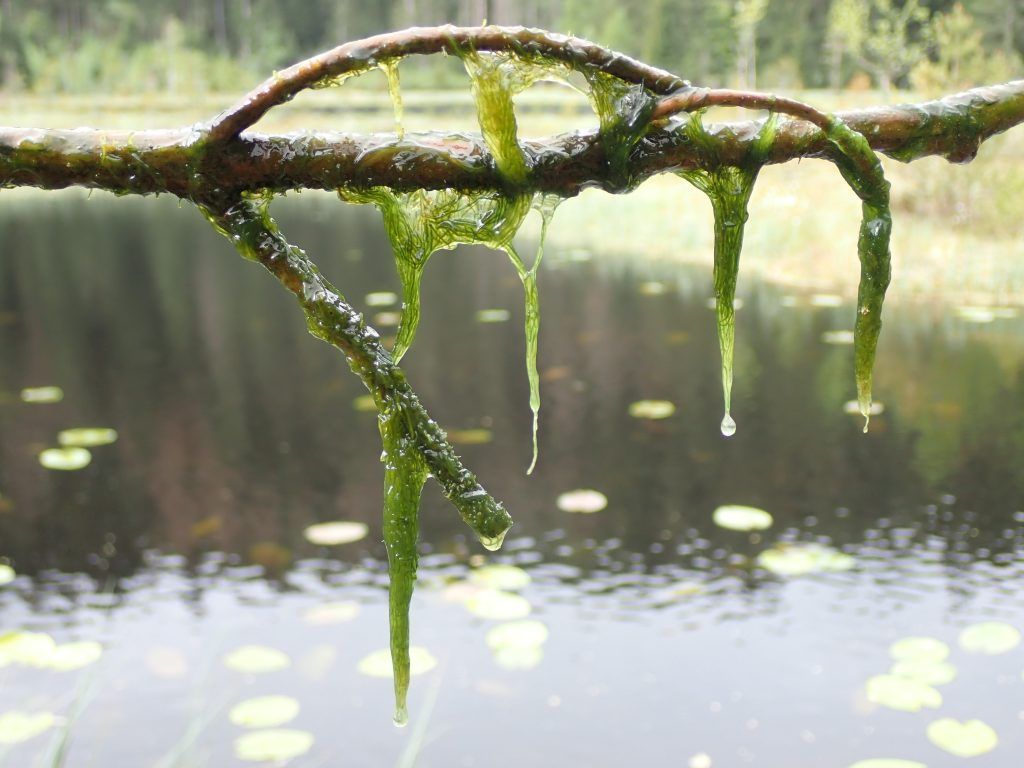 Beautiful Black Forest Batrachospermum