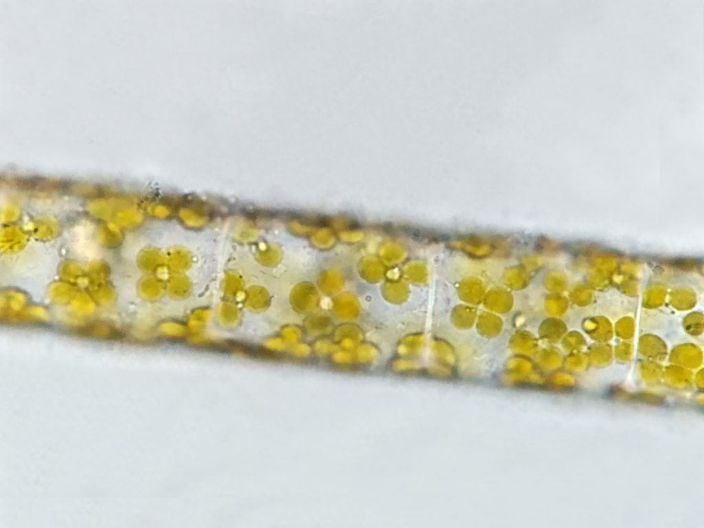 Tiny flowers in a tube