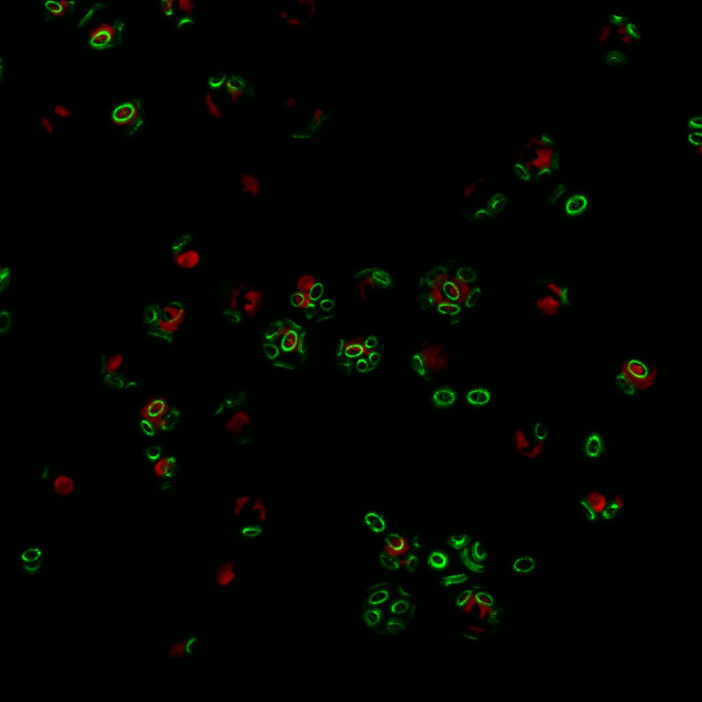 Chalking up with coccolithophores
