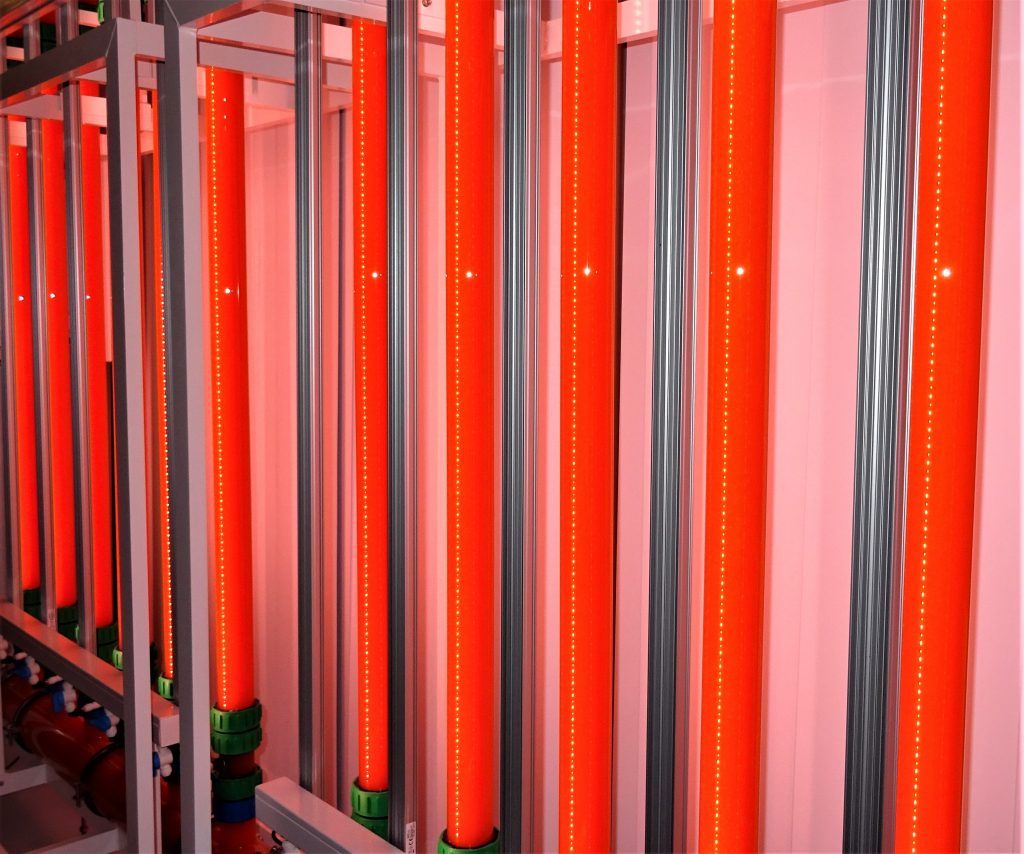 Chromochloris zofingiensis: red phase in photobioreactors