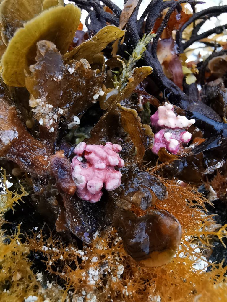 Popcorn algae