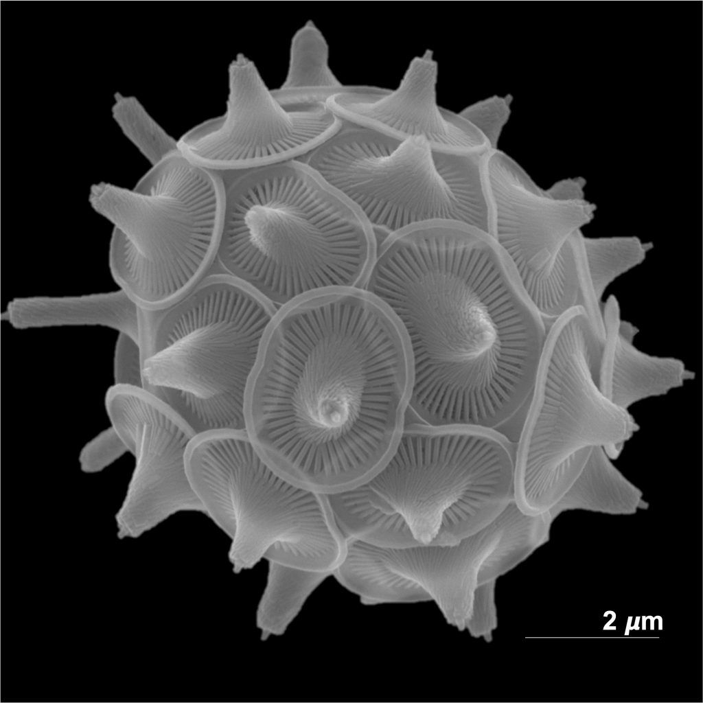 Cyrtosphaera aculeata