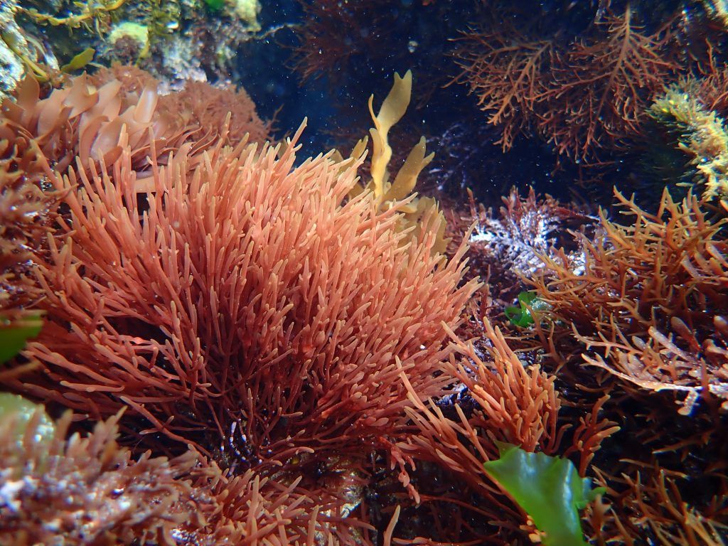 Take me to the ocean