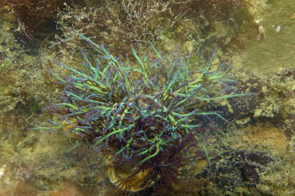 Iridescent cartilage weed Chondria coerulescens