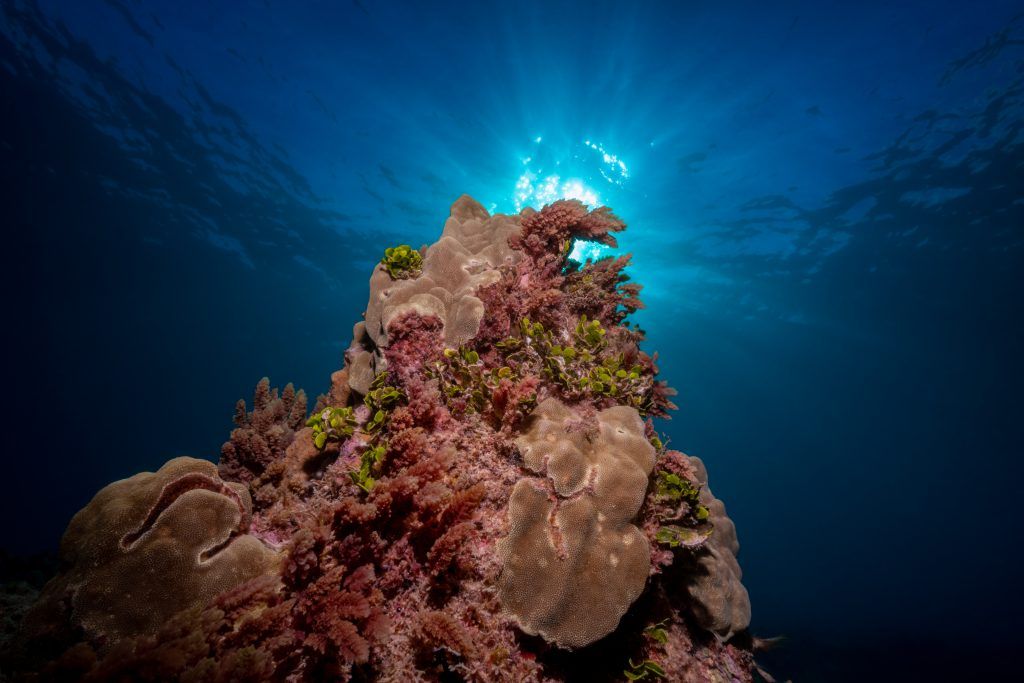Limu Kohu (Asparagopsis taxiformis) on a reef in Hawaiʻi
