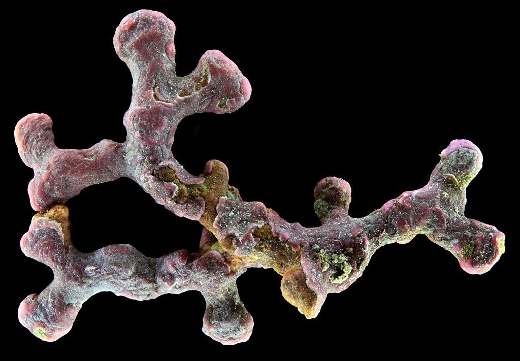 Lithothamnion coralliodes