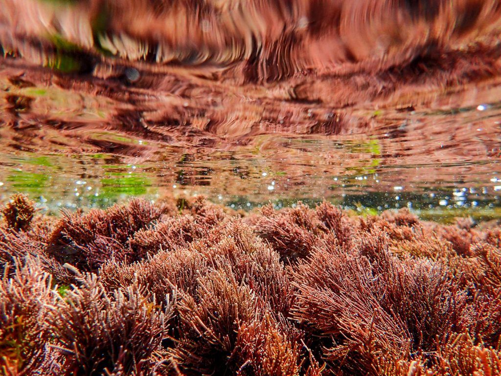 Pink underwater meadows