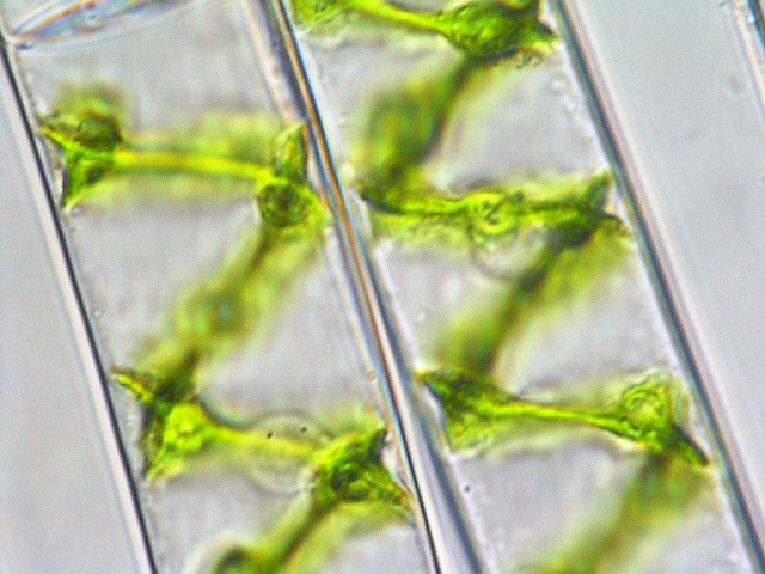 Nature's Optical Fibre