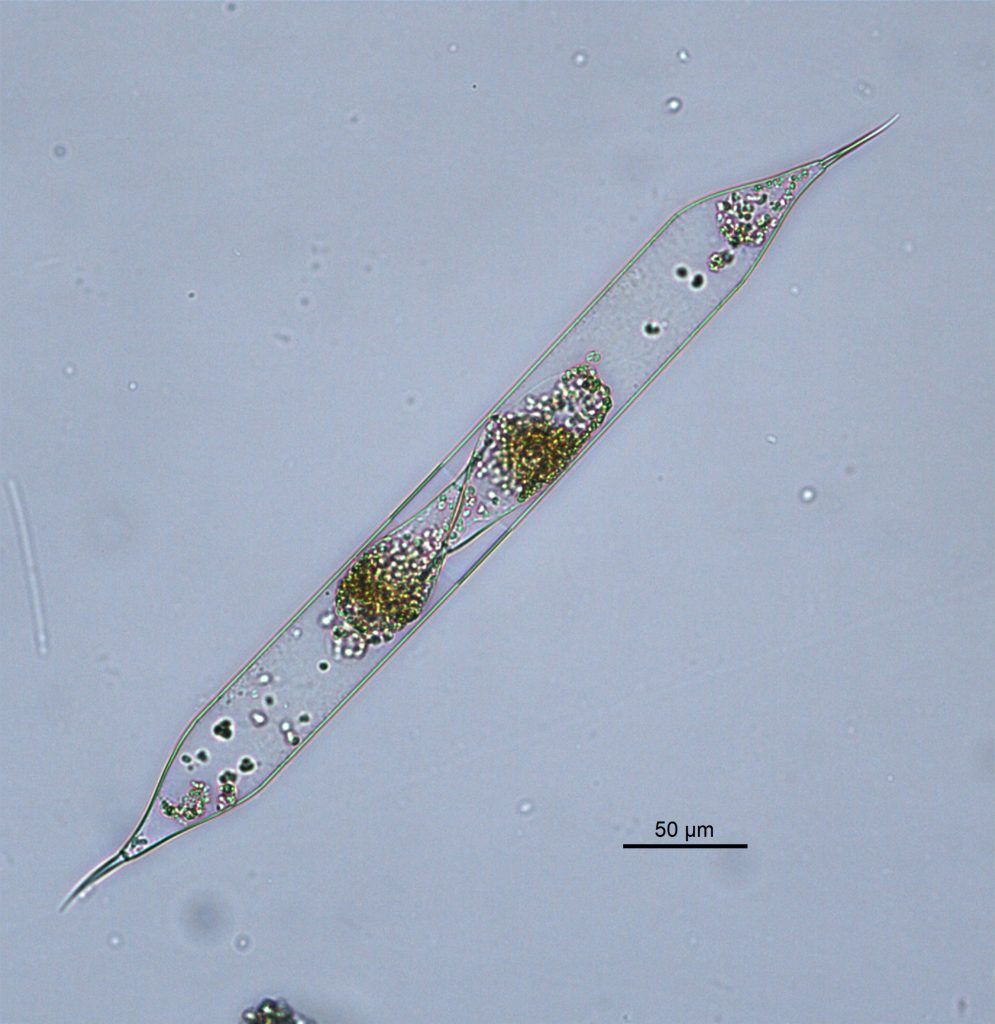 A marine diatom