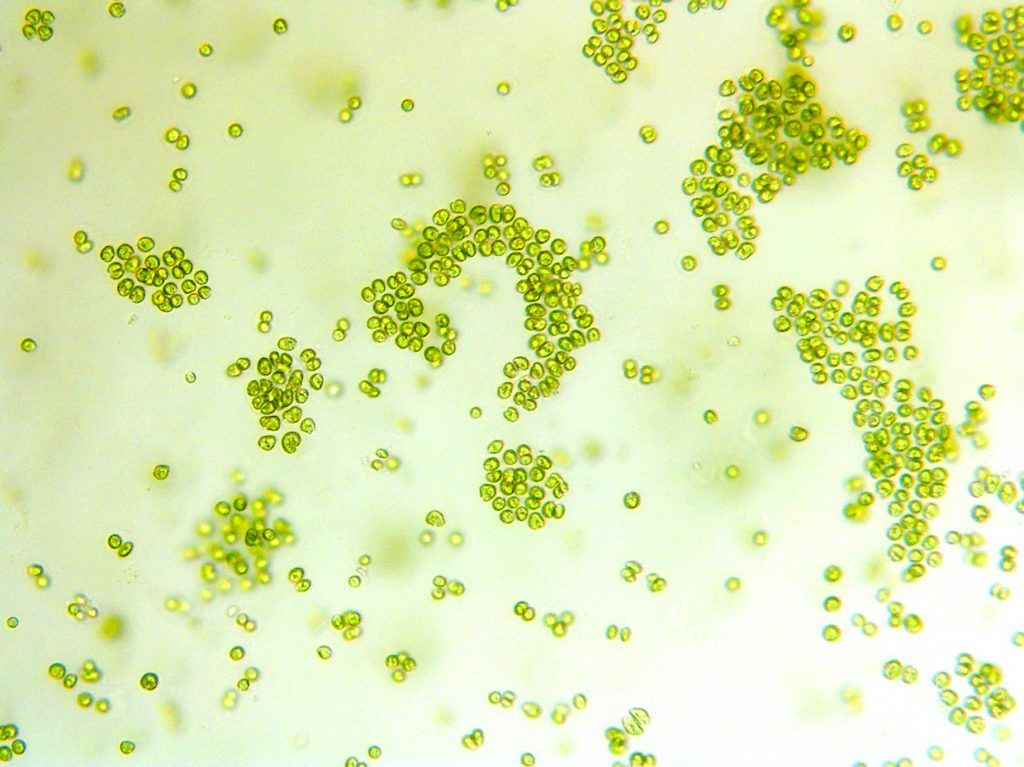 The Algal Question