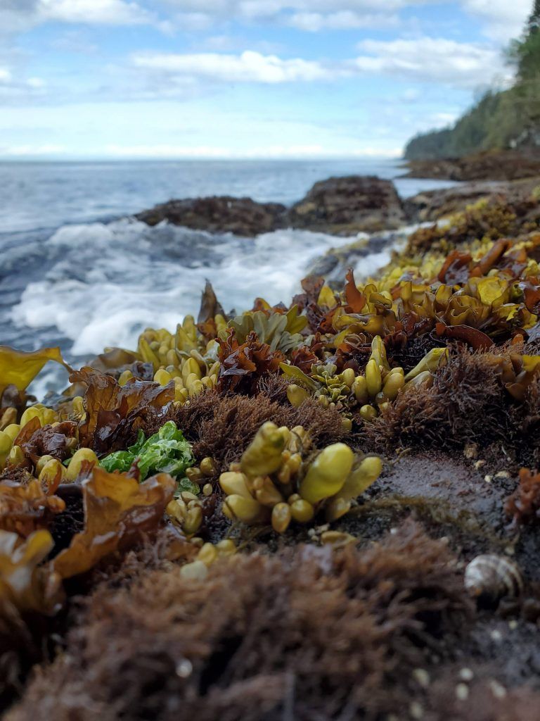 High zone seaweed diversity