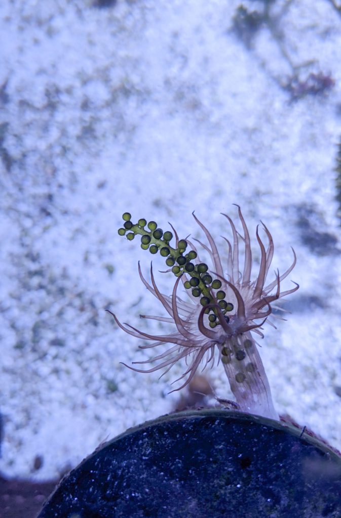 Aiptasia feeding on sea grapes