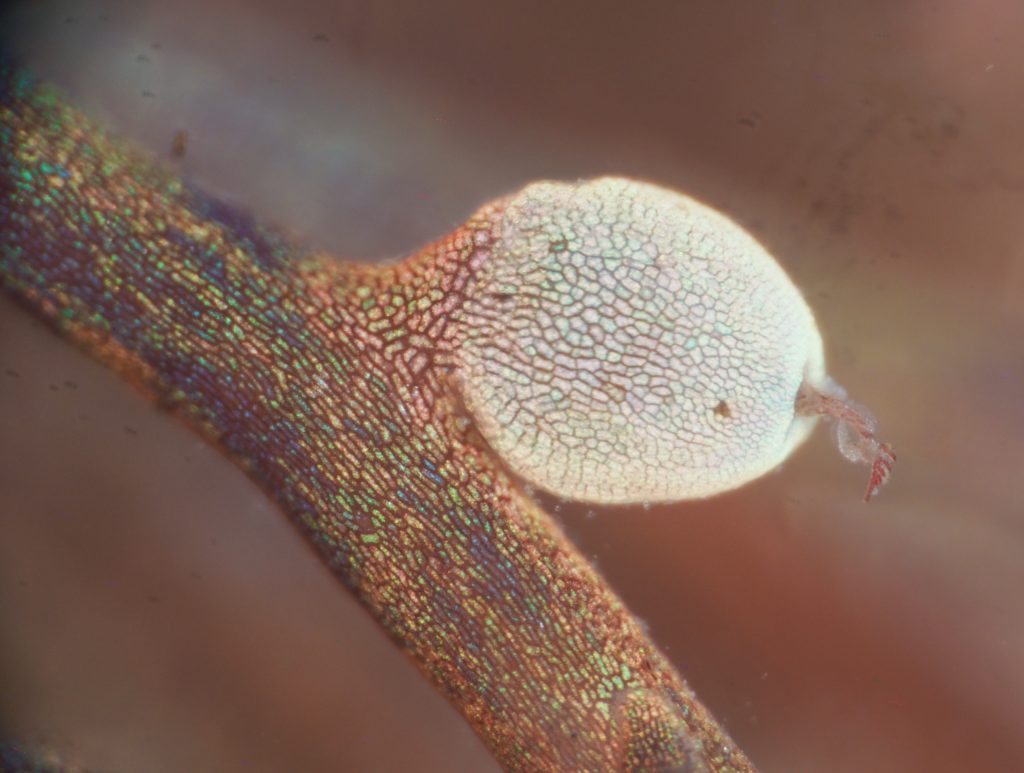 The Glowing Egg Case