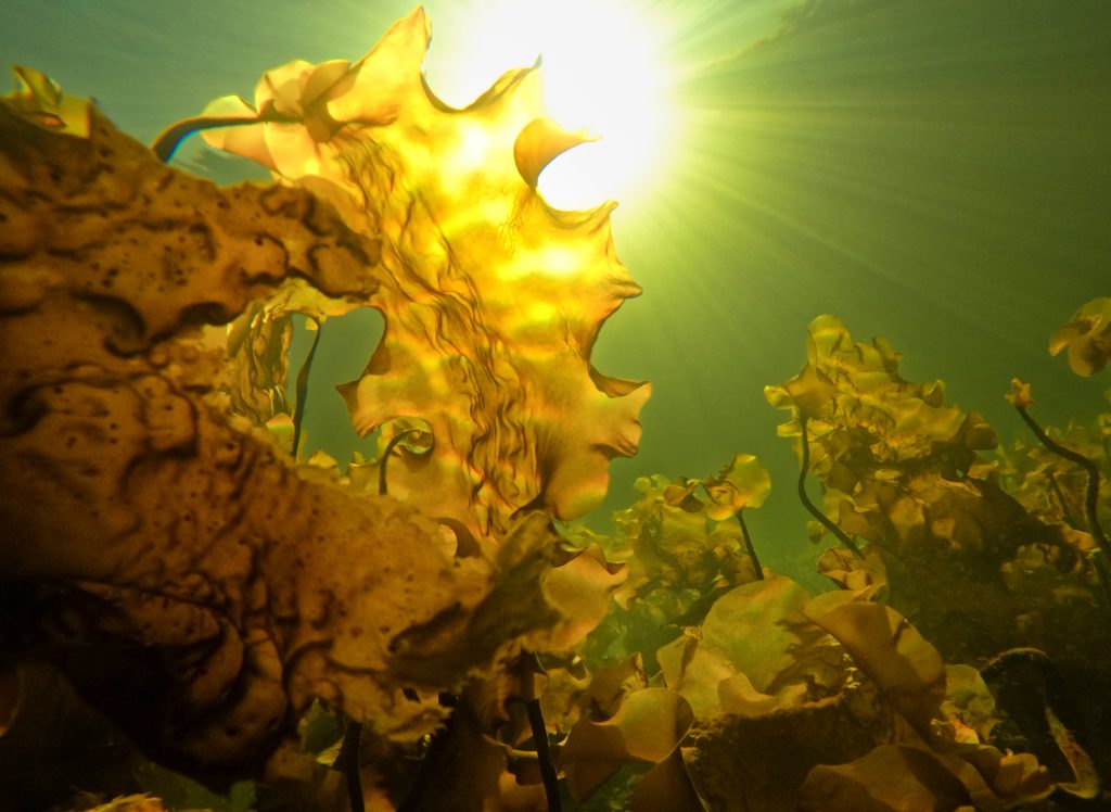 Saccharina latissima in the sunlight