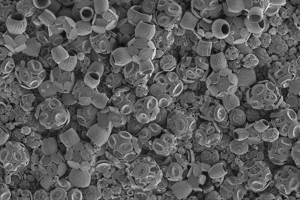 A mix of coccolithophores