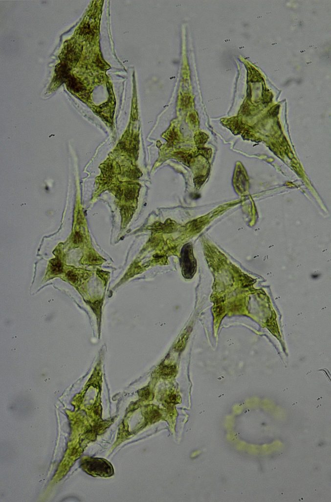 Catastrophic Ceratium