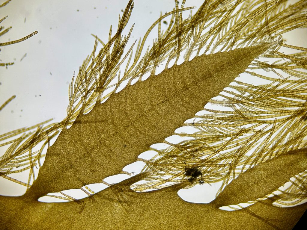 Elusive evidence of new growth and body construction