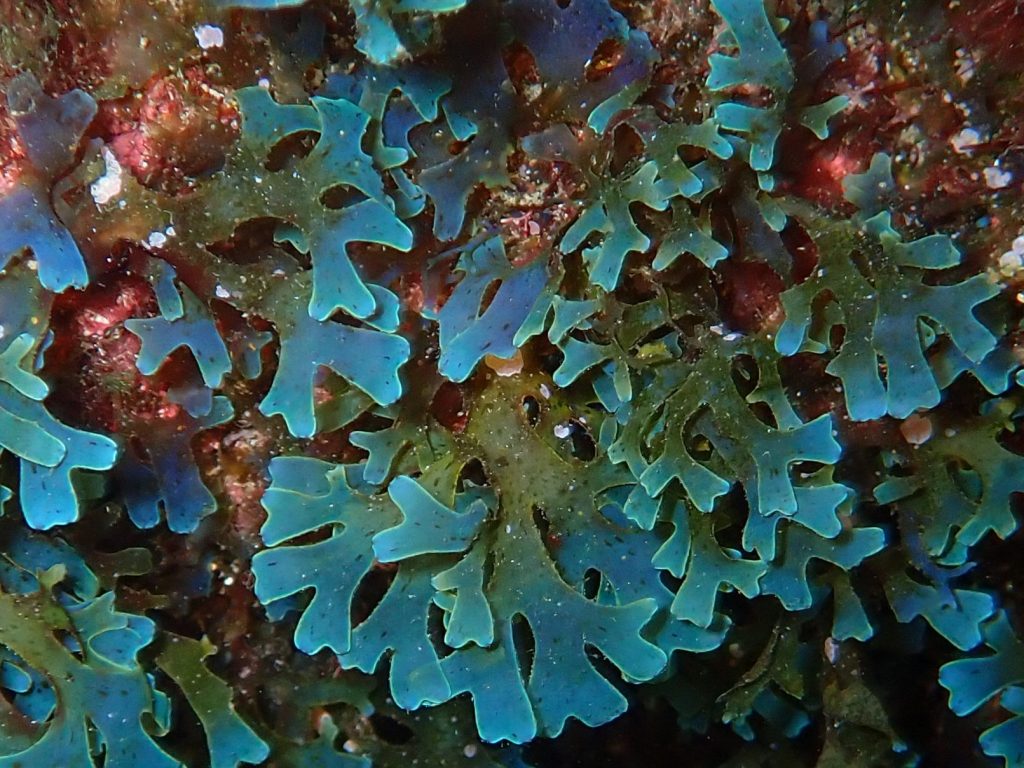 A blue seaweed