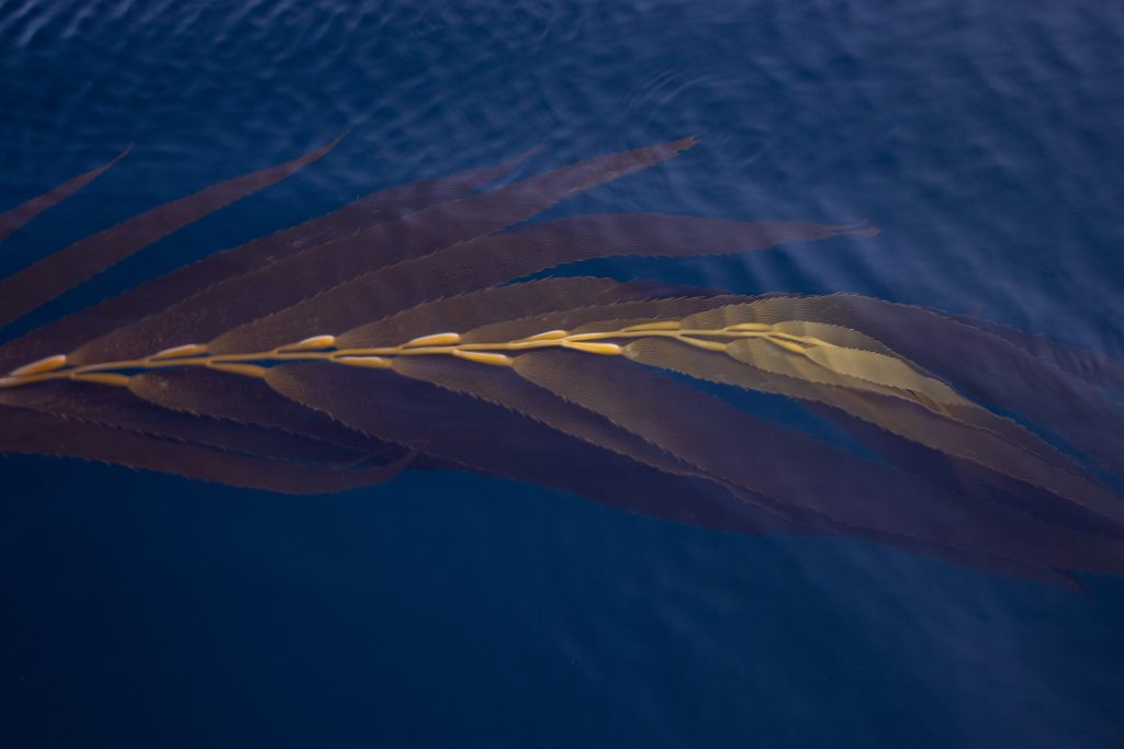 Macrocystis pyrifera at the End of the World