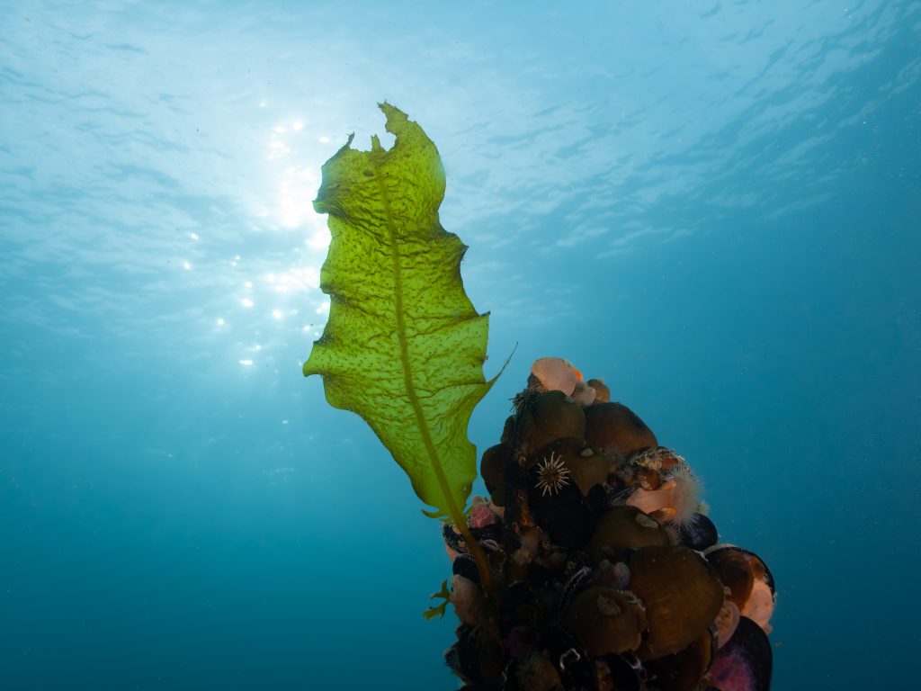 Undaria's Choreography