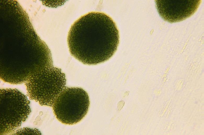 Mixed cultures of colonies of Chlorella sorokiniana MOW 2 and Coelastrella sp. MOW 6 on BG-11 medium agar plate