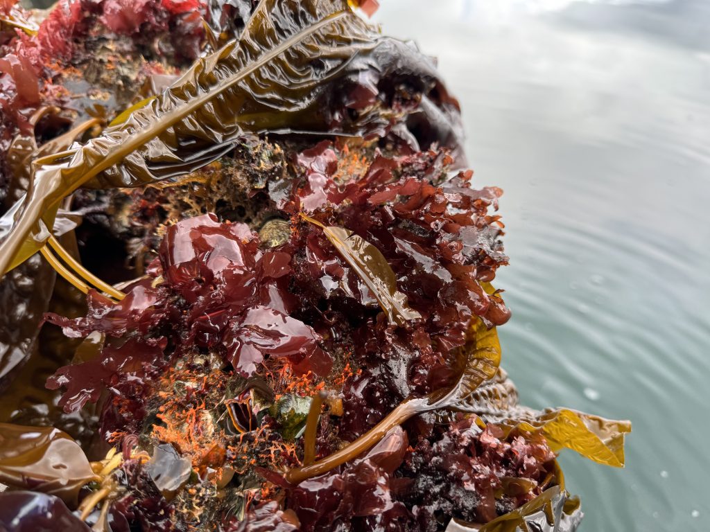 So Many Critters, So Little Space!