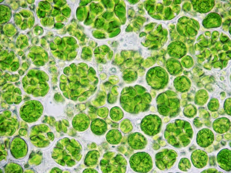 Green Microalgae