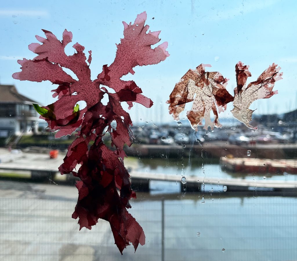 Seaweed id without a microscope