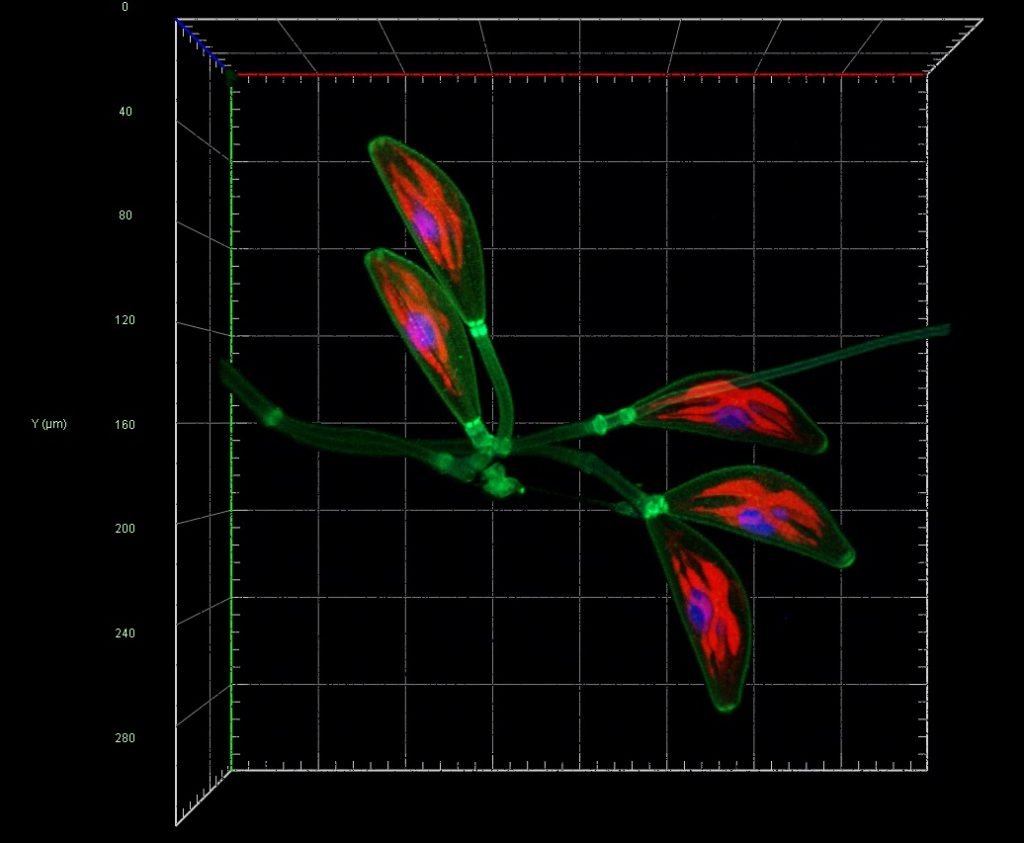 Sticky Stalks of Cymbella