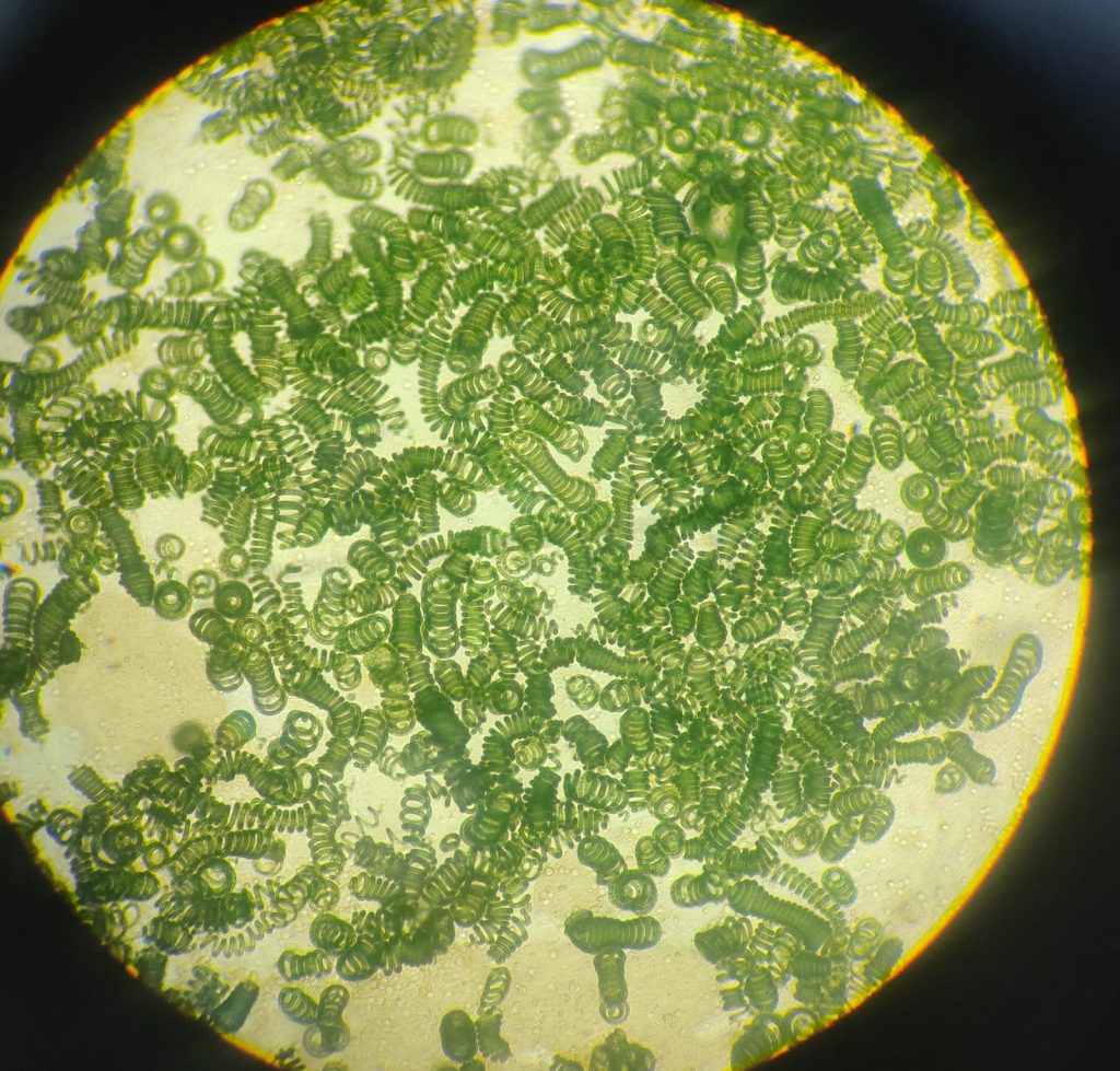 Arthrospira fusiformis