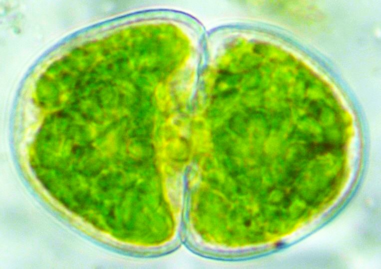 Green microalgae cosmarium