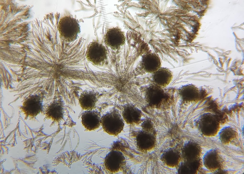 Batrachospermum (perhaps Sheathia) species