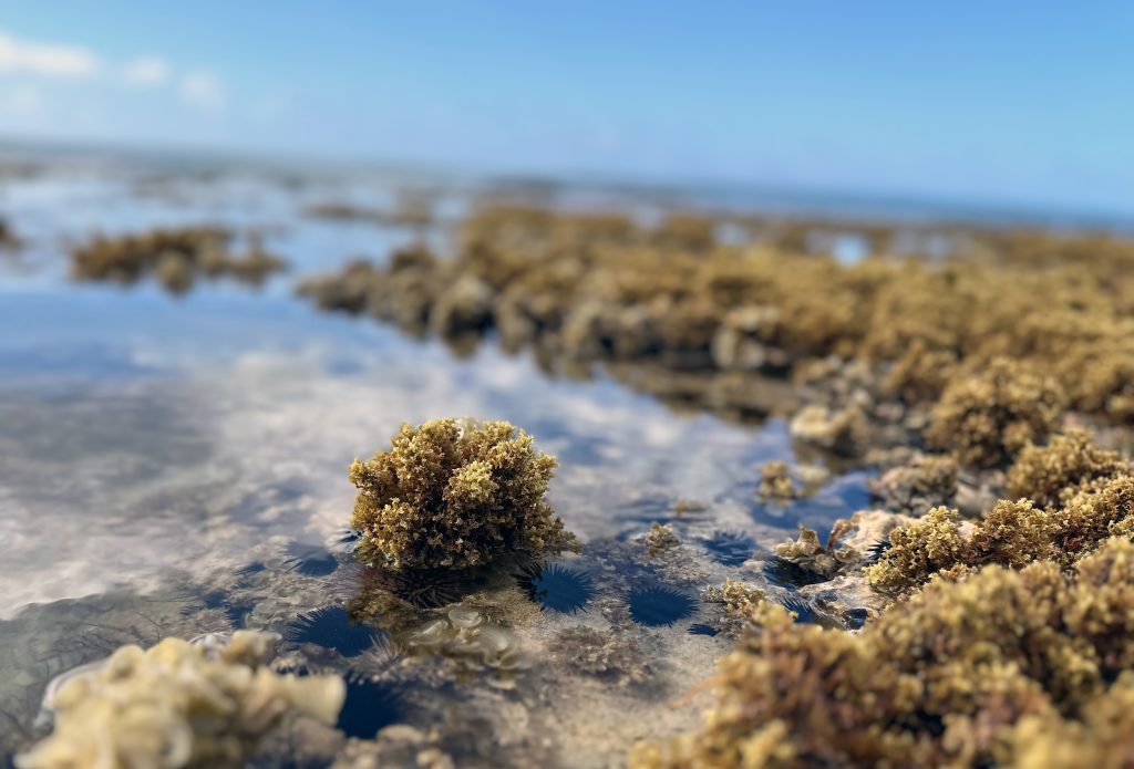 Sargassum in the sun