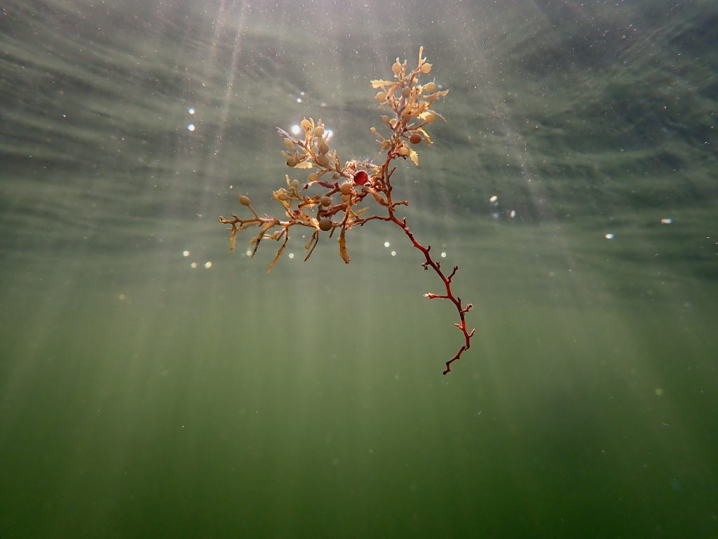 Sargassum Symphony
