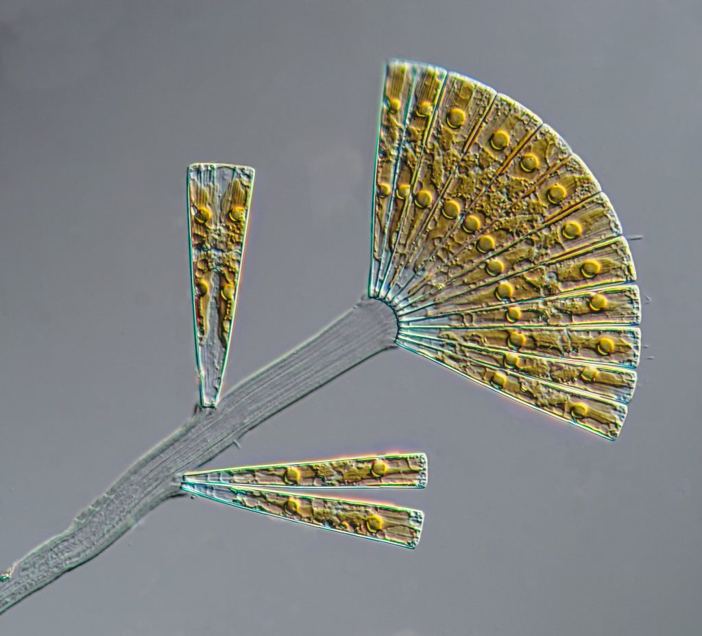 Diatom Colony of Licmophora from plankton