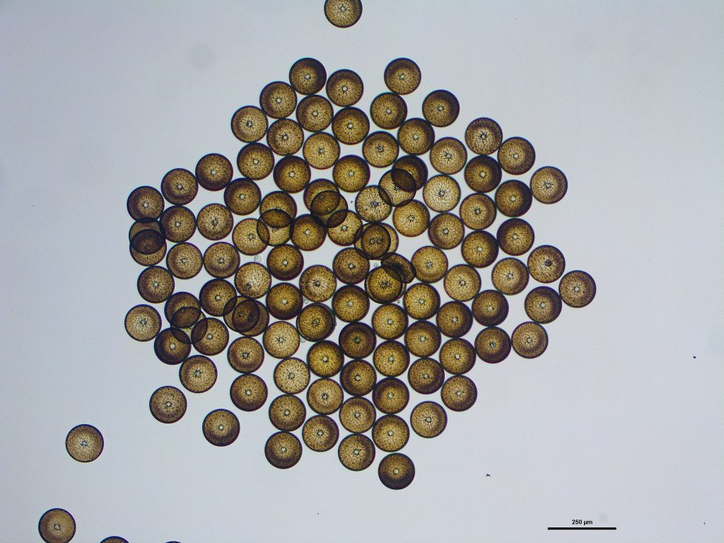 Diatometric abstraction