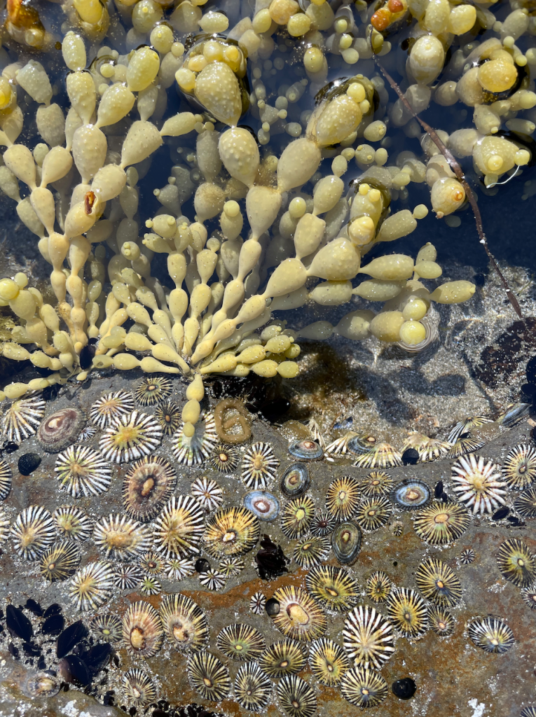 Intertidal fireworks
