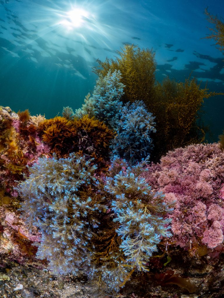 Rainbow seaweeds