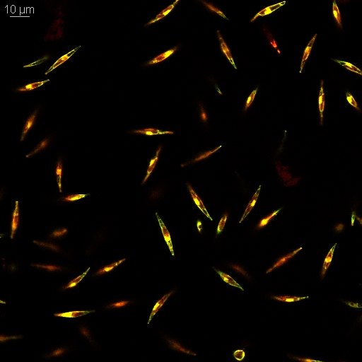 All the light we cannot see