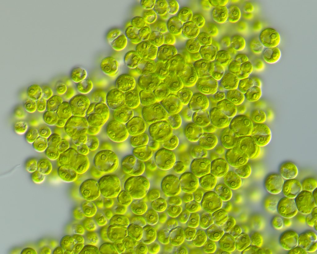 Solotvynia ucrainica