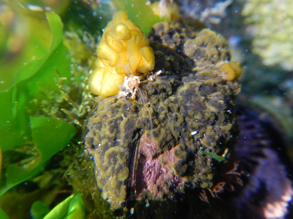 Together in a heteromorphic life