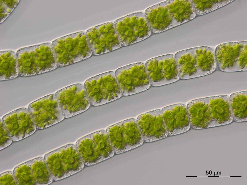 SuperStar algae” Zygnema circumcarinatum (SAG 698-1b) reveals some secrets.